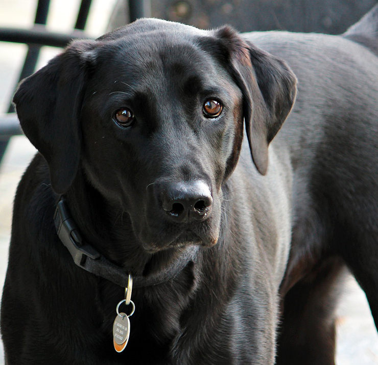 perro conduce un coche