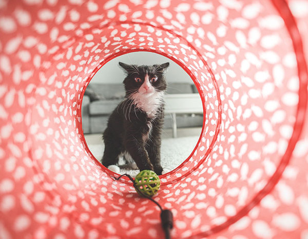 por qué mi gato maulla mucho