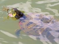 que comen las tortugas de agua