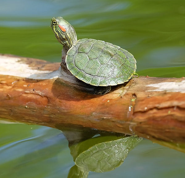 alimentación tortugas de agua