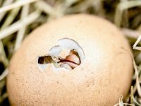 como nacen los pollitos