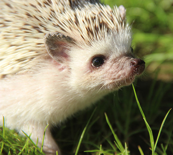 cuanto vive un erizo africano