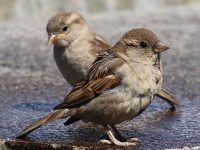 cuanto vive un gorrión