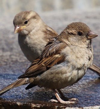 cuanto vive un gorrión