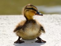 cuanto vive un pato