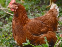 cuanto vive una gallina