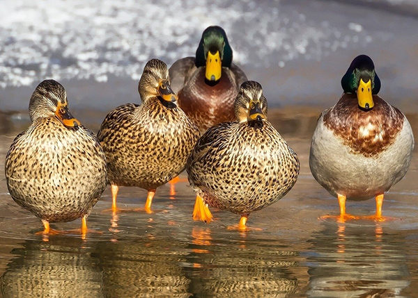 cuanto viven los patos