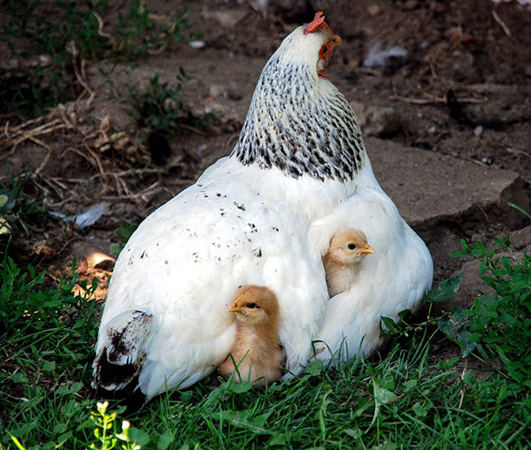 cuantos años vive una gallina