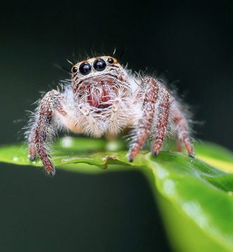 cuánto vive una araña