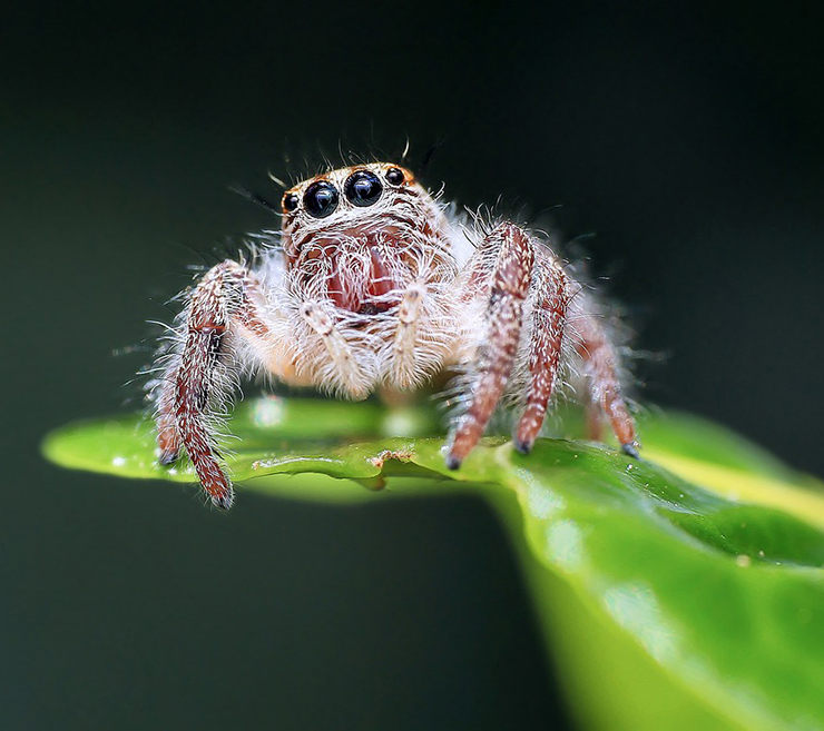 cuánto vive una araña