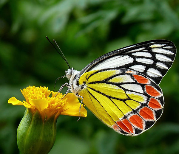 qué comen las mariposas