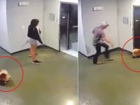 perro atrapado ascensor correa