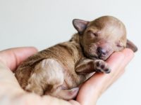 perro cuida a su hermano tiene pesadilla