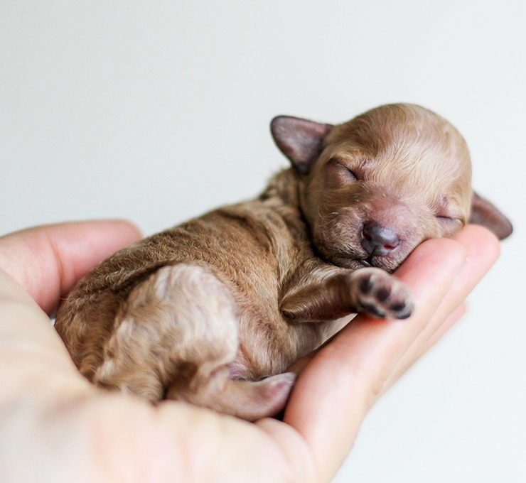 perro cuida a su hermano tiene pesadilla