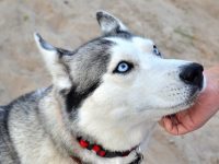 perro incendia microondas casa