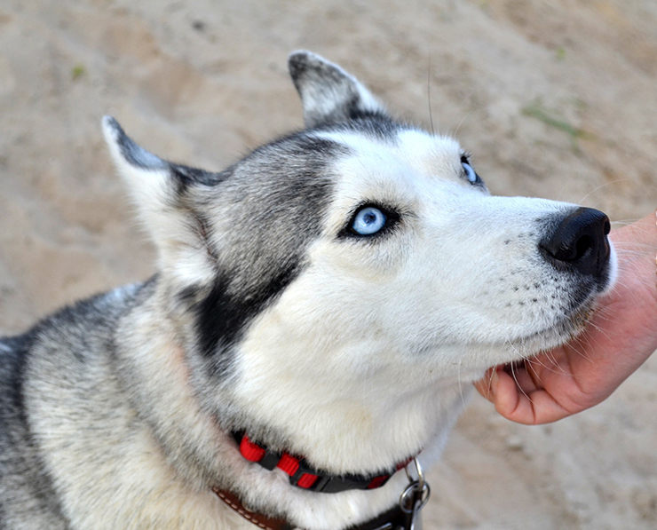 perro incendia microondas casa