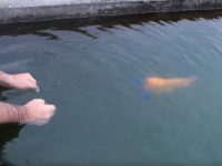 pez jugando como un perro video