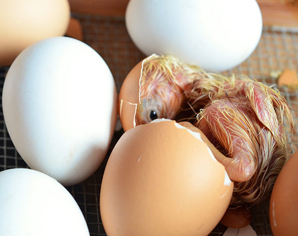 cómo nacen los pollitos de gallina