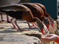 qué comen los patos