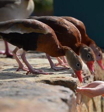 qué comen los patos