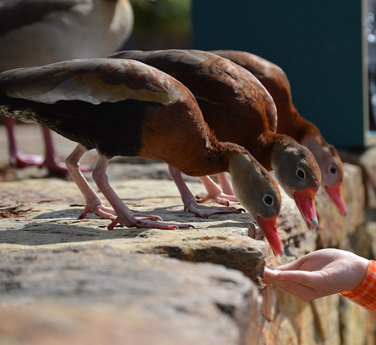 qué comen los patos