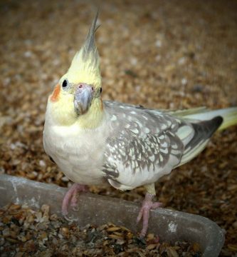 qué comen las ninfas