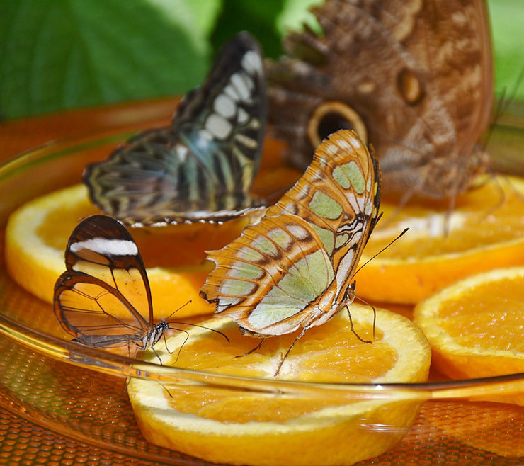 que comen las mariposas