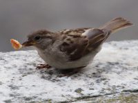 qué comen los gorriones