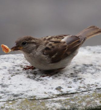 qué comen los gorriones