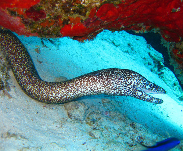 Peces catádromos ejemplos