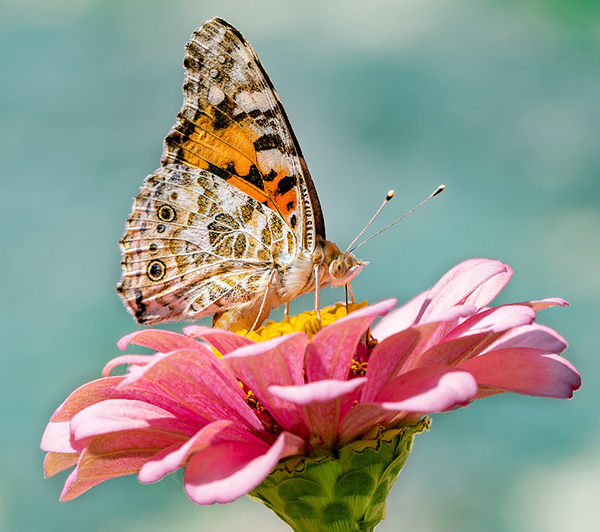 Cómo atraer mariposas a tu jardín ¡fácil! (con Vídeo)