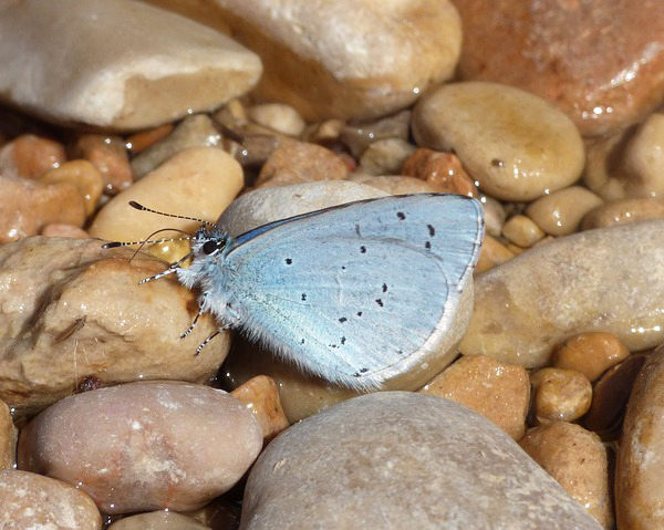 como atraer mariposas