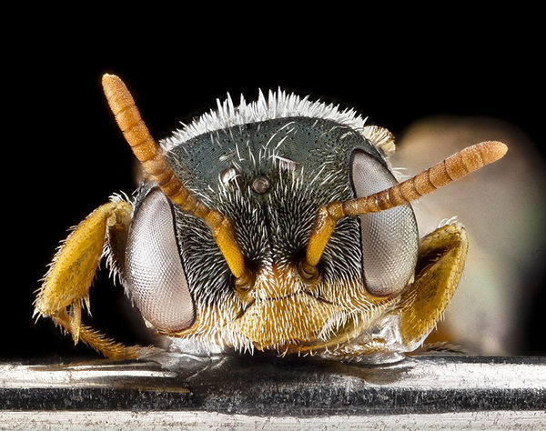 cabeza de abeja
