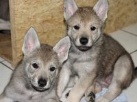 cachorros lobo juegan pelota