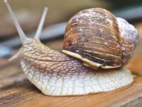 el caracol es un insecto