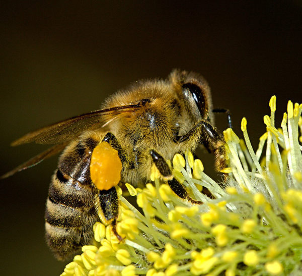 tipos de abejas