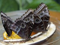 cómo atraer mariposas
