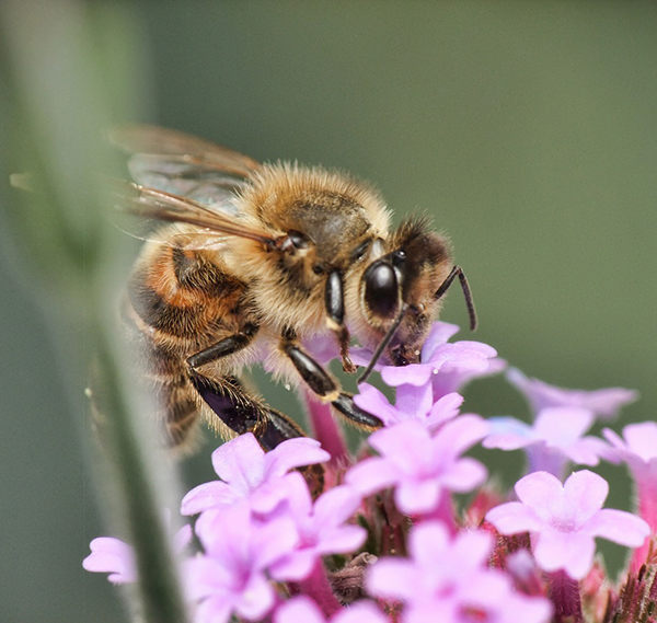 como fabrican miel las abejas