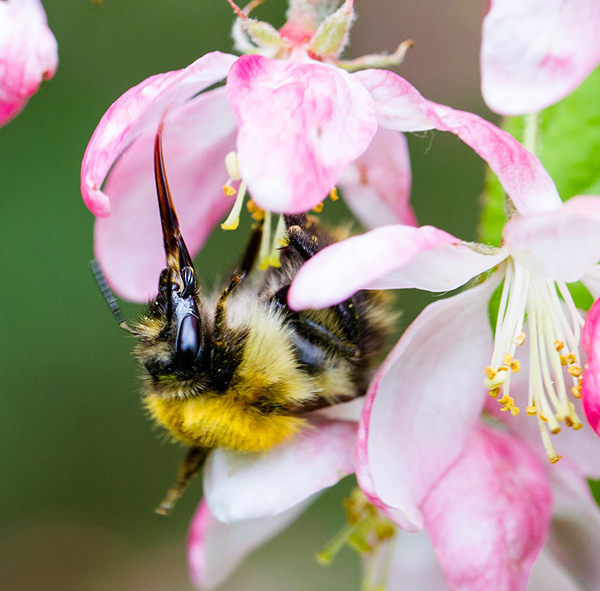 como hacen miel las abejas