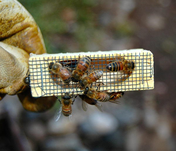 comprar abeja reina