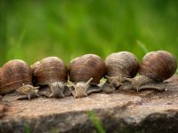 cuanto vive un caracol