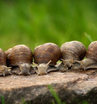 cuanto vive un caracol