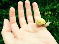 cómo cuidar un caracol