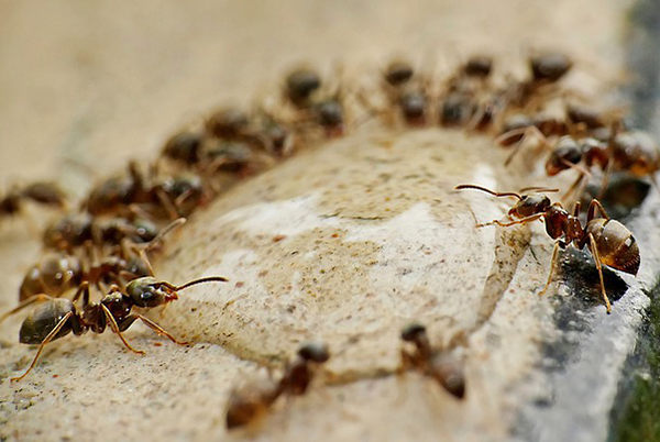 cuánto vive una hormiga
