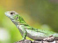 cuánto vive una lagartija