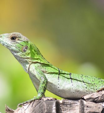 cuánto vive una lagartija