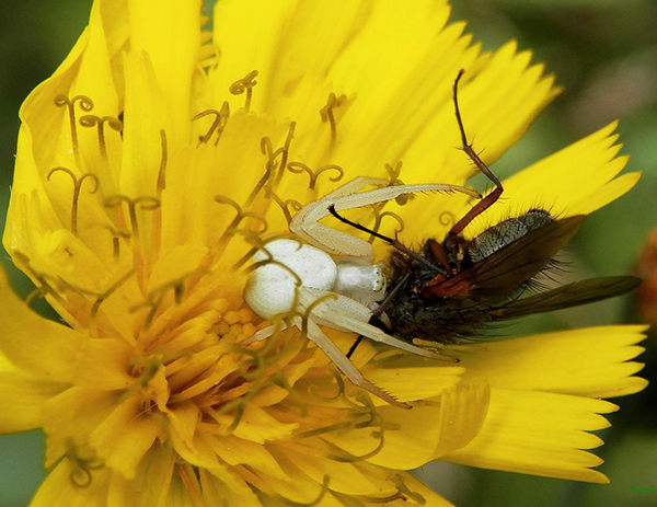 cuánto vive una mosca