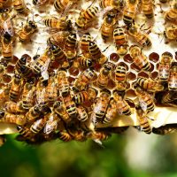 cómo hacen miel las abejas