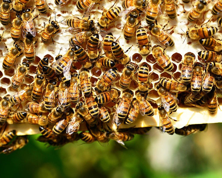 cómo hacen miel las abejas