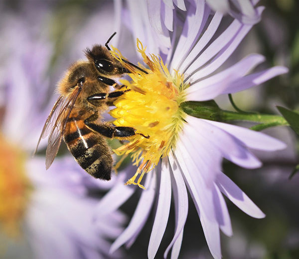 cómo hacen miel las abejas